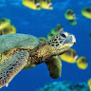 Meet your Posher, Curren